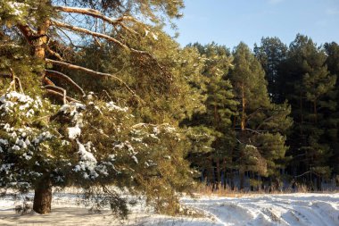 Karla kaplı ağaçlarla kaplı güzel kış manzarası