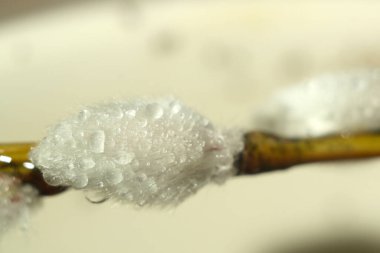 Su damlacıklarıyla beyaz bir kar tanesinin makro görüntüsü