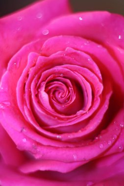 Su damlalı kırmızı gül