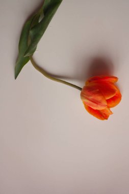 Beyaz bir arka planda turuncu Lale