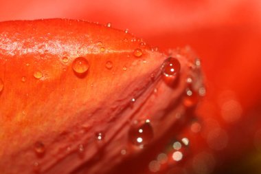 Yağmur damlalı kırmızı gül