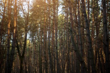 Sonbahar manzarası. Sonbahar mevsiminde orman.