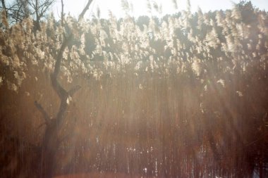 Parkın güzel manzarası