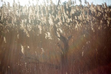 Parkta sonbahar manzarası