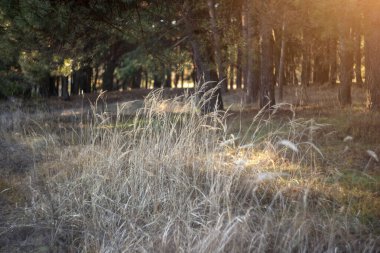 Ormanda sonbahar sabahı. Ağaçlı altın sonbahar manzarası