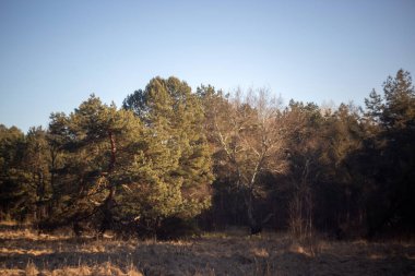 Sonbaharda çam ormanı