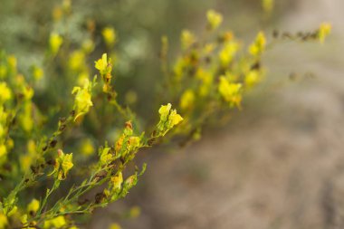 güzel sarı çiçekler bahçede büyüyen