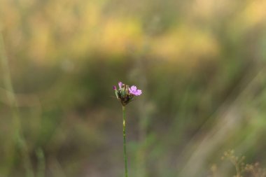 Bahçedeki güzel çiçekler