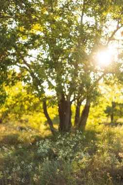 Ağaçlı sonbahar ormanı