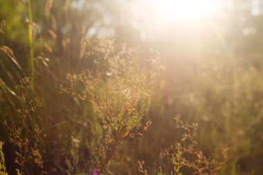 Çiçekli güzel bir yaz çayırı.