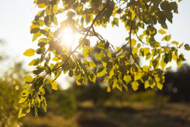autumn landscape. yellow leaves on the tree. nature background