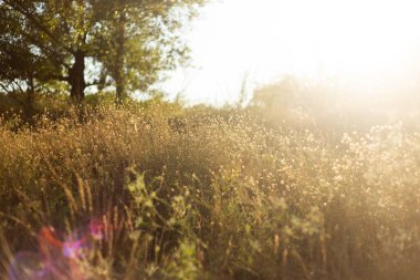 summer field grass in the sun