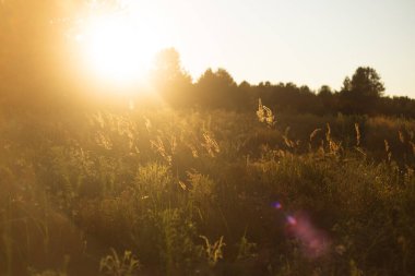 ormandaki yaz günbatımı