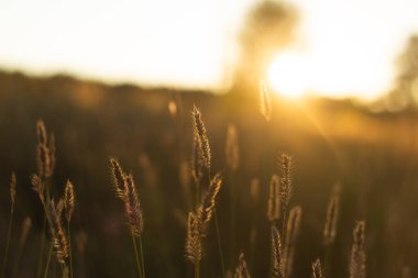 close up of a field with a beautiful sunset in the background