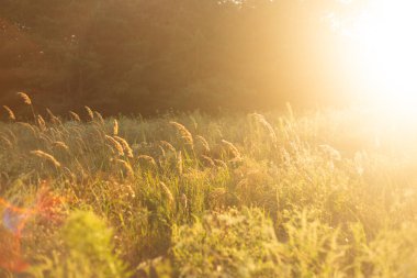 Ormanda güzel bir gün batımı