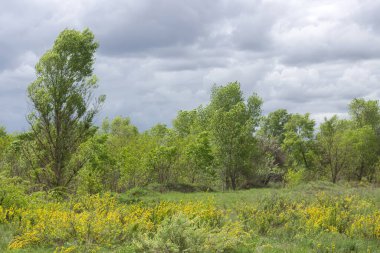 yeşil alan ve mavi gökyüzü, Bahar yatay.
