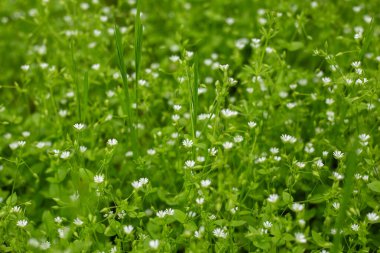 Çiçekler ve çimenler ile yeşil çimen arka plan