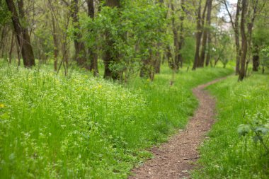 Bahar Orman yolundaki.