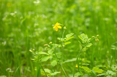 Tarlada yabani çiçekler