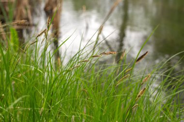 Doğanın güzel manzarası