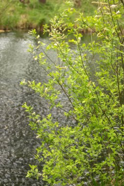 Ağaçtaki yeşil yosun