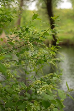 Bahar zamanı, yeşil yapraklar