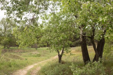Yeşil ağaçların arasında bir yol. Yol beyaz otlarla kaplı..