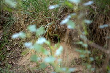 Orman yolunun güzel bir görüntüsü.