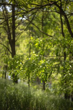 Güzel yeşil orman sabah