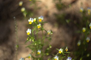Bahçedeki sarı çiçekler