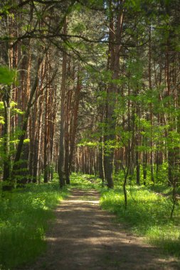 Uzun ağaçlı orman yolu