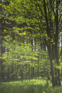 Ormanda yeşil ağaçlar. Doğa arkaplanı.