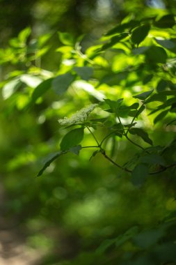 Ormanda yeşil yapraklar
