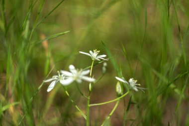 Bahçedeki beyaz çiçek
