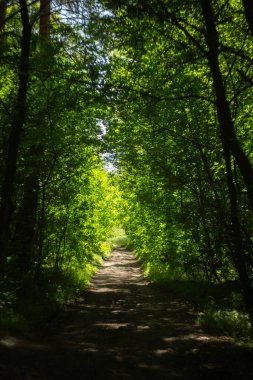 Parktaki yeşil orman yolu.
