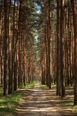 Yazın çam ormanı.