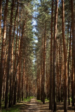 Ormandaki çam ağaçları