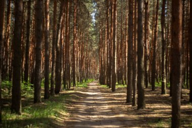 Güneşli bir günde çam ormanı. yaz günü.