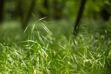 Yeşil çimenli güzel bir bahar arkaplanı