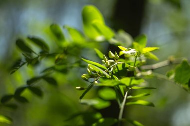 Bahçedeki güzel çiçekler