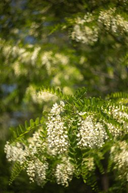 Bahçede beyaz çiçekler