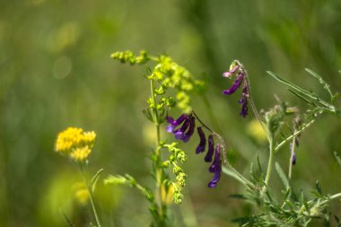 Kırsalda güneşli bir günde çayırda mor çiçekler.