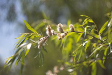 İlkbaharda yapraklı söğüt dalları. İlkbaharda söğüt dallarının yakınına. Paskalya arka planı. Paskalya tatili. seçici odak.