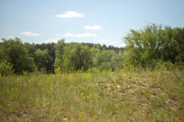 güzel yeşil çimen tarlası