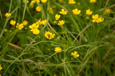 Sarı çiçekler tarlada