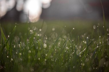 Çiyli yeşil çimen