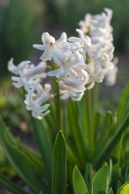 Bahçede büyüyen güzel beyaz sümbüller