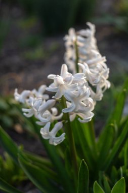 Bahçedeki sümbül çiçekleri. bahar.