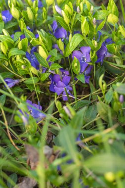 Bahçede mor çiçekler