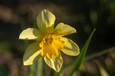 Yeşil arkaplanda sarı nergisler.